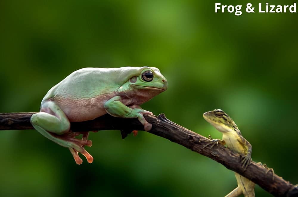 frog and lizard 06112021