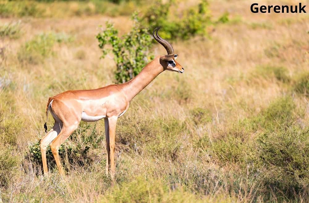 gerenuk 29112021