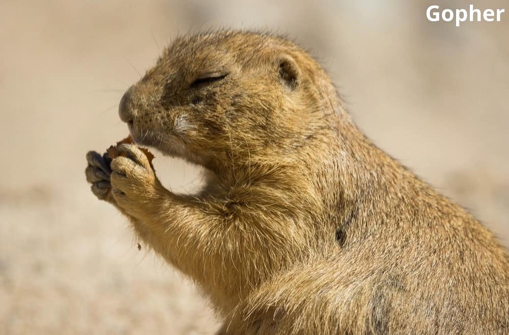 gopher eating almond 21112021