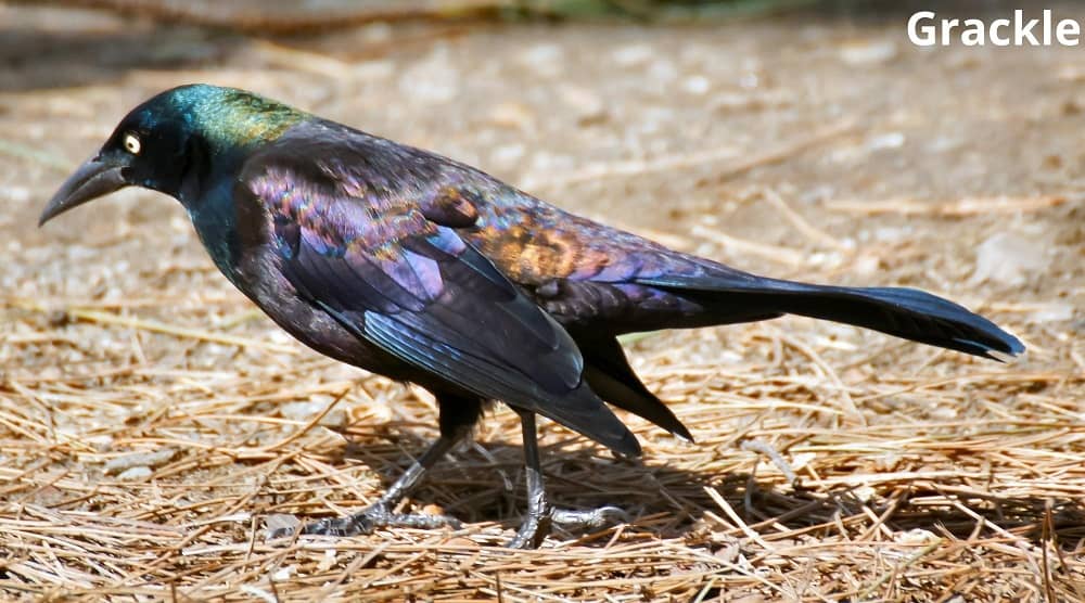 grackle 06112021