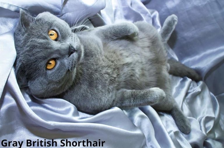 Here's Why Cats Like Silk? Animal Quarters