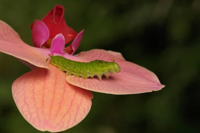 10 Animals That Eat Orchids! See Pictures! Animal Quarters