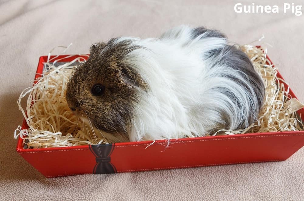 guinea pig in litter tray 27112021