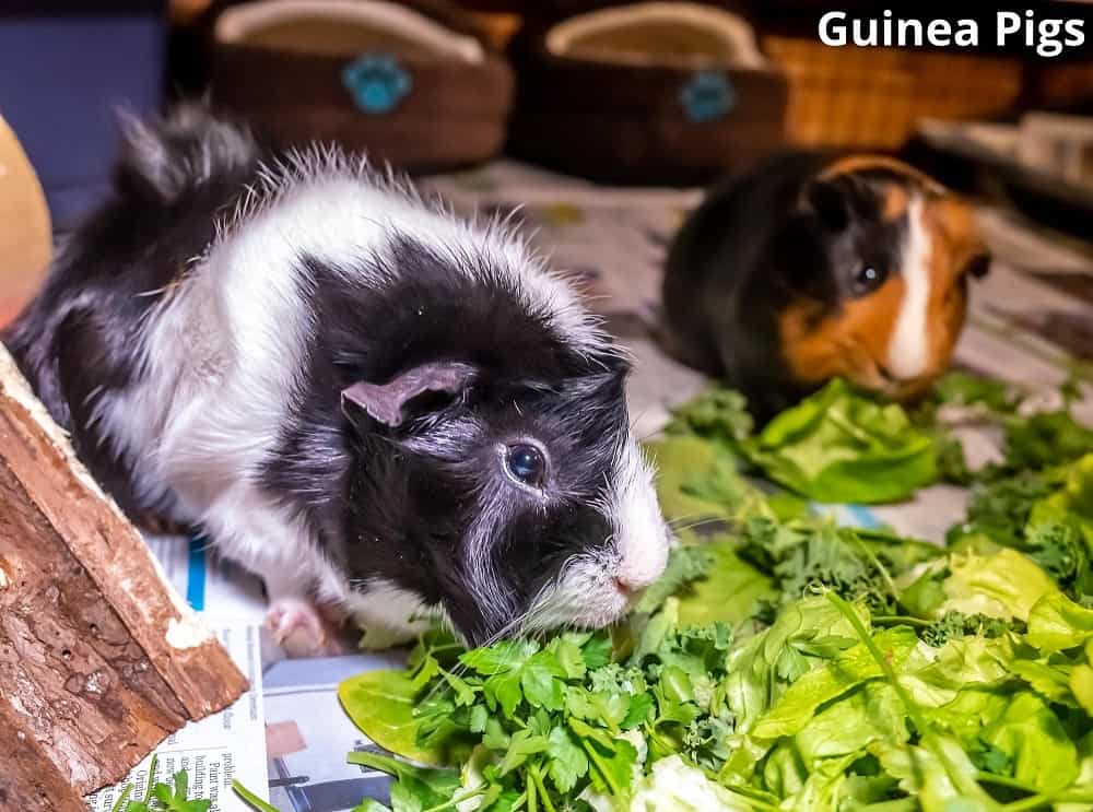 guinea pigs eating leafy vegetable 06112021