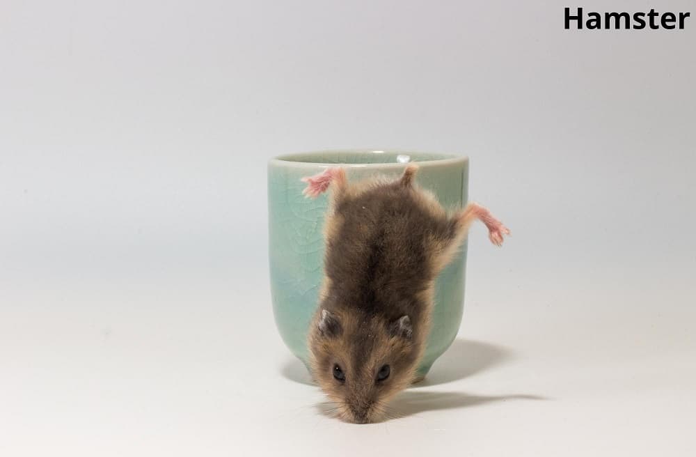 hamster falling 13112021
