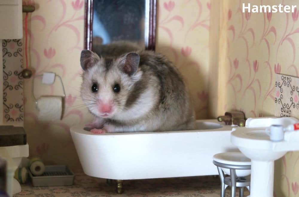 hamster in bathroom 27112021