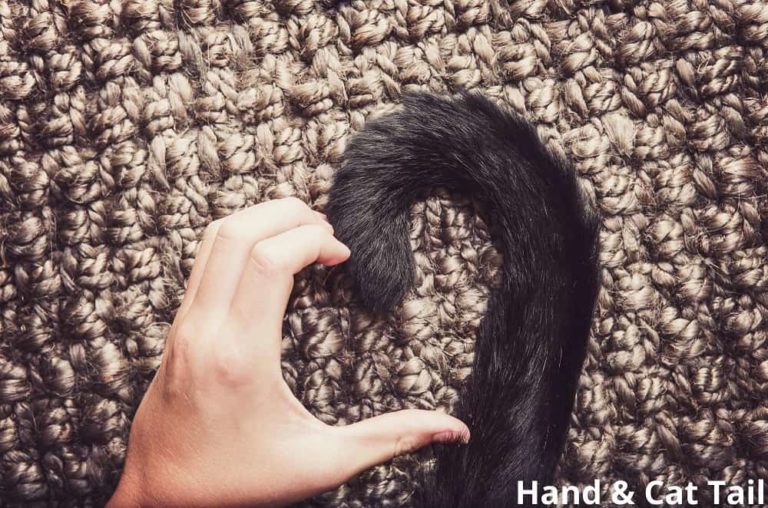 Do Cats Like Their Tails Touched? Animal Quarters