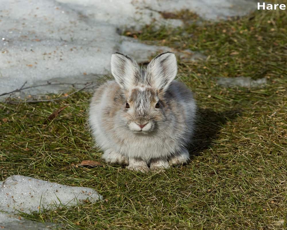 hare in the tundra 20112021