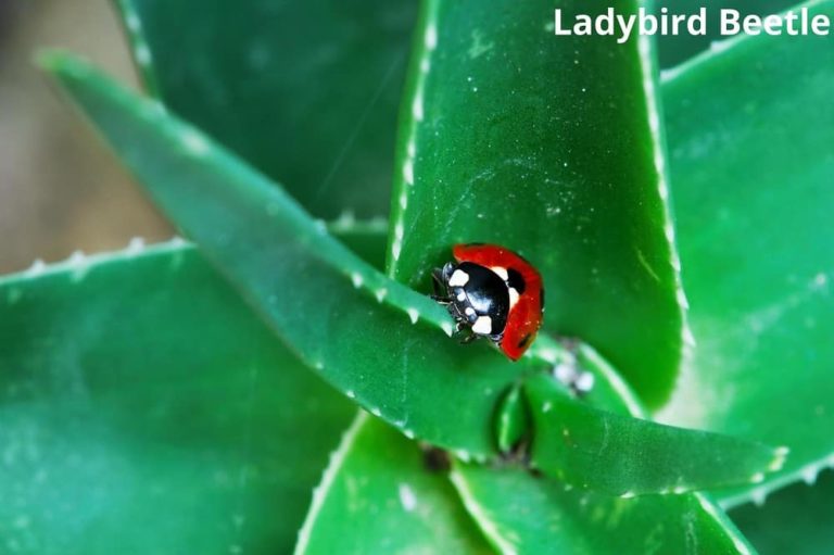 7 Awesome Animals That Eat Aloe Vera! See Pictures Animal Quarters