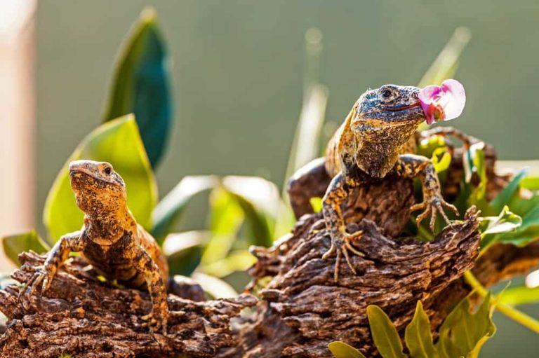 10 Animals That Eat Orchids! See Pictures! Animal Quarters