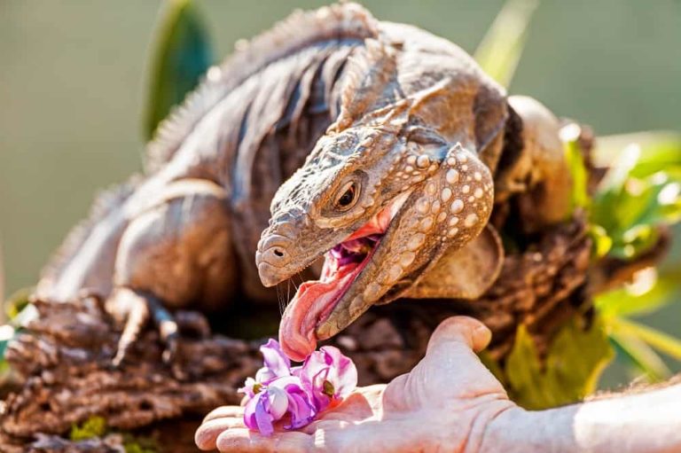 10 Animals That Eat Orchids! See Pictures! Animal Quarters