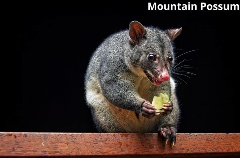 7 Awesome Animals That Eat Kiwi Fruit! See Pictures Animal Quarters
