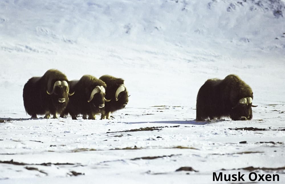 musk oxen in the tundra 20112021