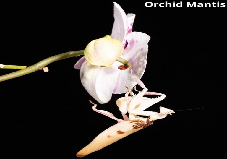 10 Animals That Eat Orchids! See Pictures! Animal Quarters