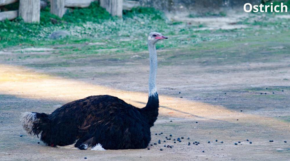 ostrich sitting down 29112021