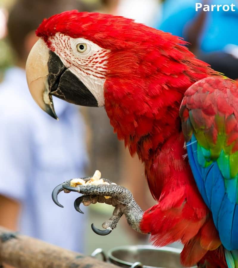 parrot eating rice 06112021