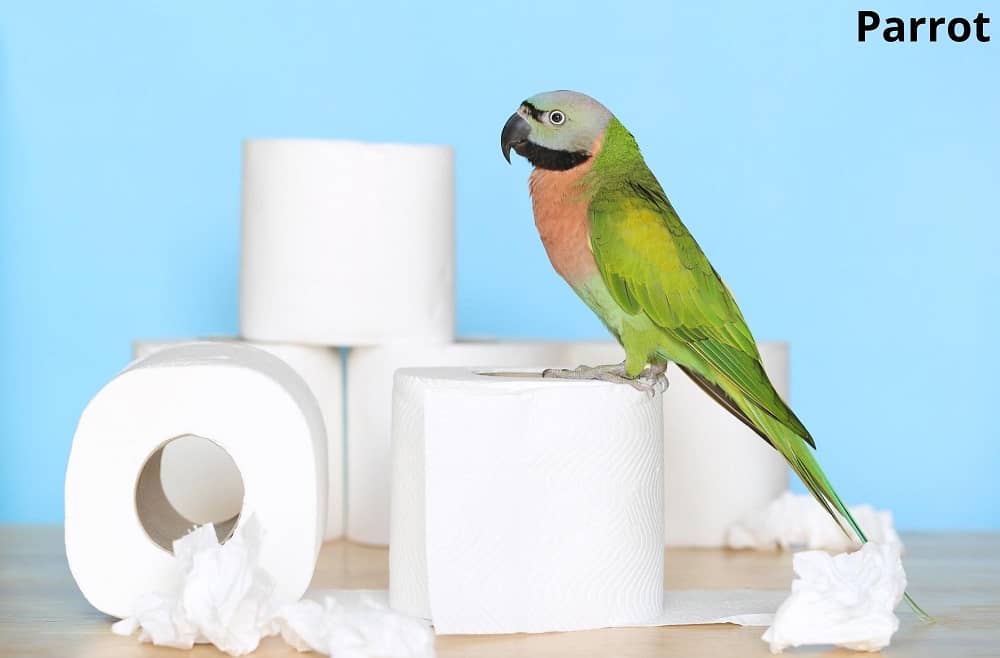 parrot on toilet paper 27112021