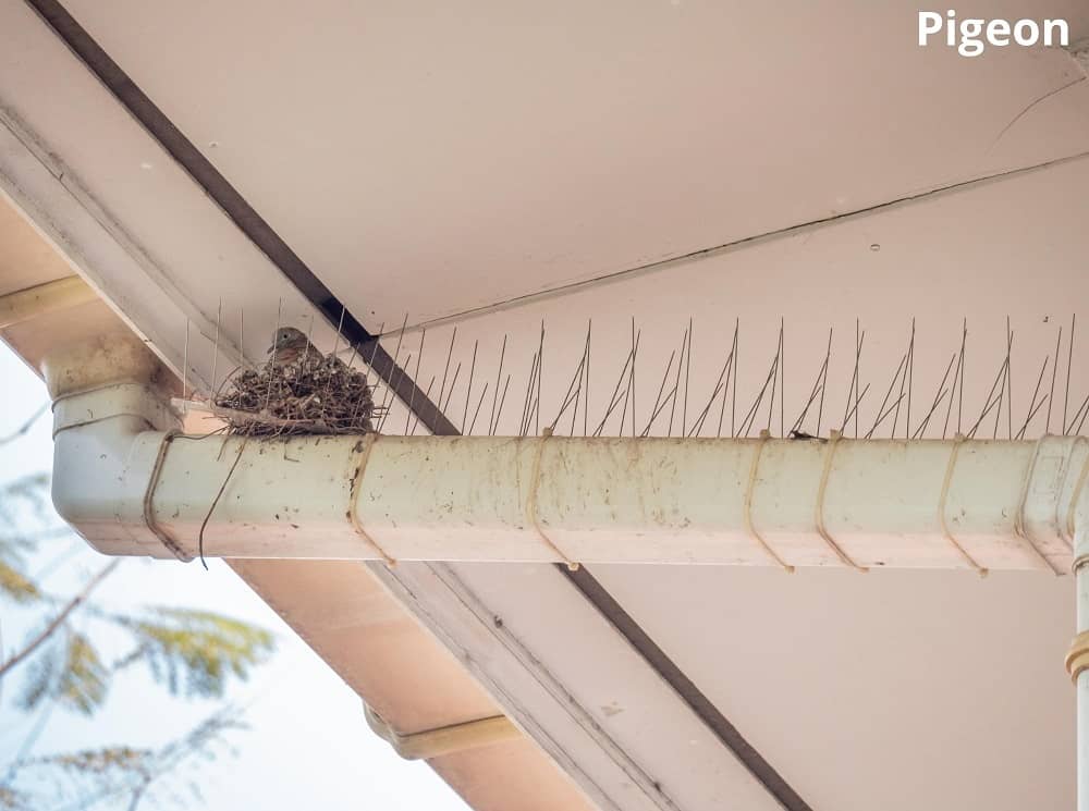 pigeon in nest 27112021