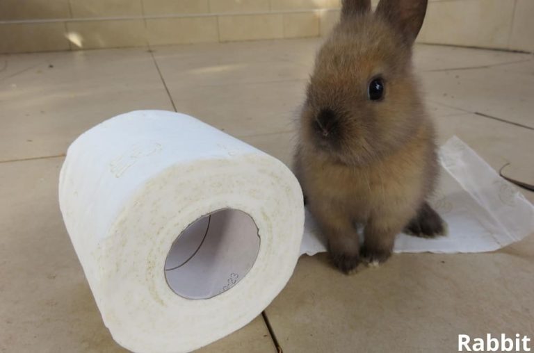 What Animals Can Be Potty Trained? (10 Examples with Pictures) Animal