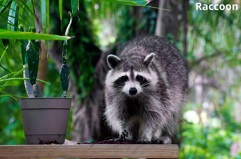 raccoon and aloe 07112021