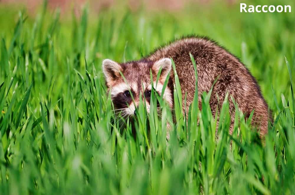 raccoon searching for grub on lawn 13112021