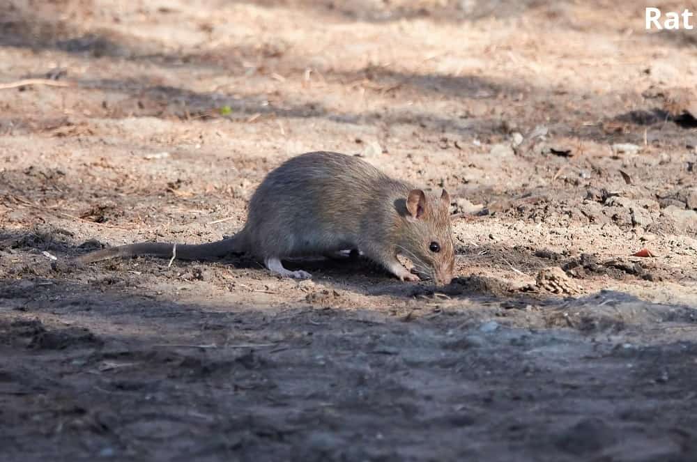 rat 06112021