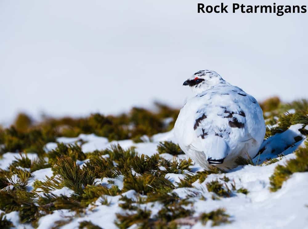 rock ptarmigans in the tundra 20112021