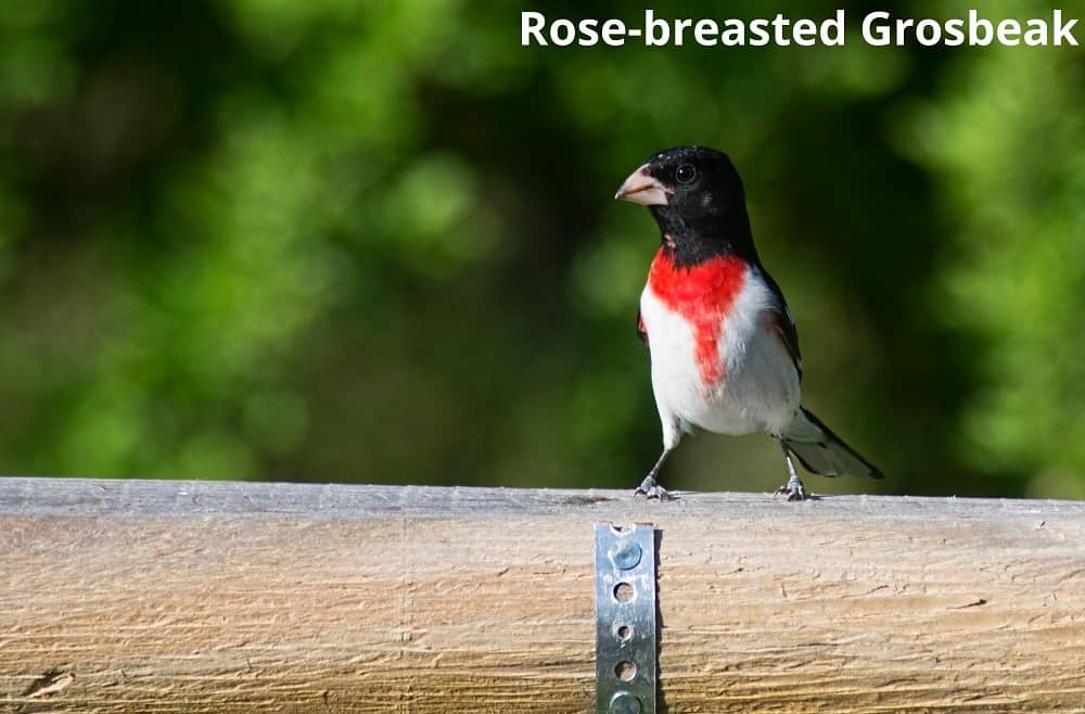 rose breasted grosbeak 20112021