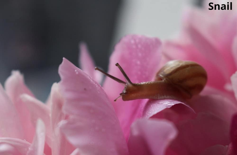 snail on flower petal 20112021