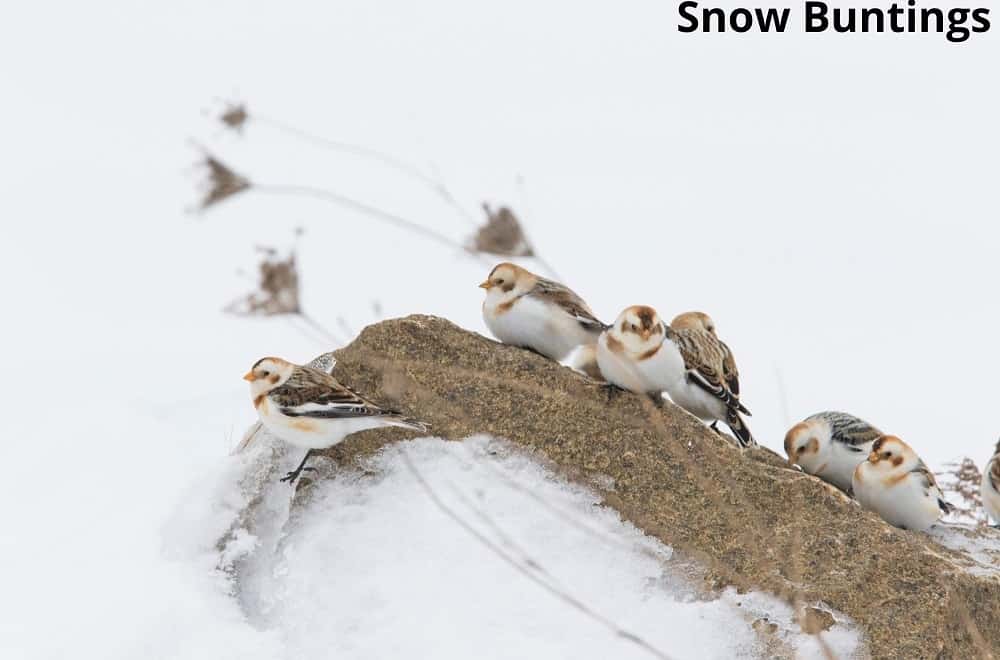 snow buntings in the tundra 20112021