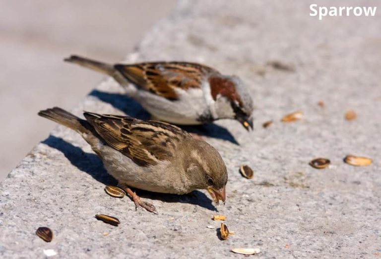 What Animals Eat Pumpkin Seeds! (10 Examples + Pictures) Animal Quarters