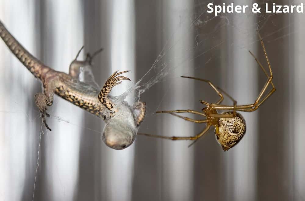 spider and lizard 06112021