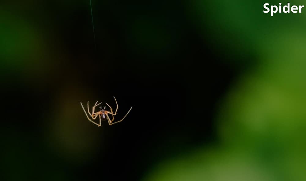 spider falling 13112021