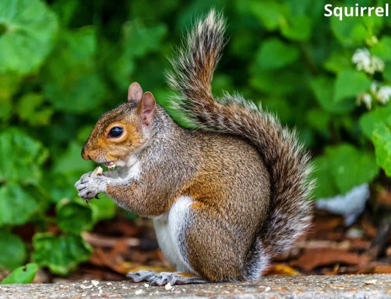 Here Are 8 Fascinating Animals That Eat Kale! Animal Quarters