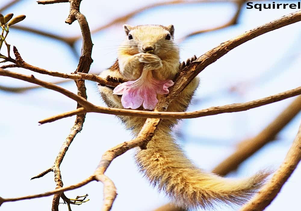 squirrel holding flower 20112021