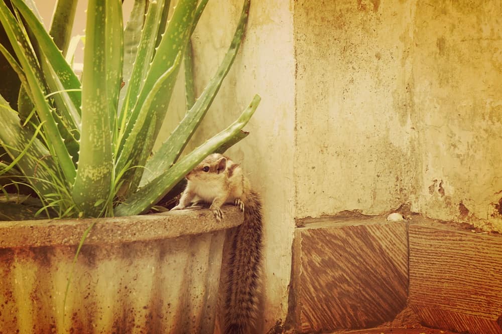 squirrel is sitting on a aloe vera plant pot 07112021