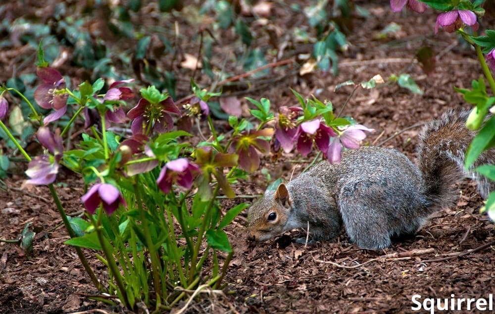 squirrel searching for grub in flower garden 13112021