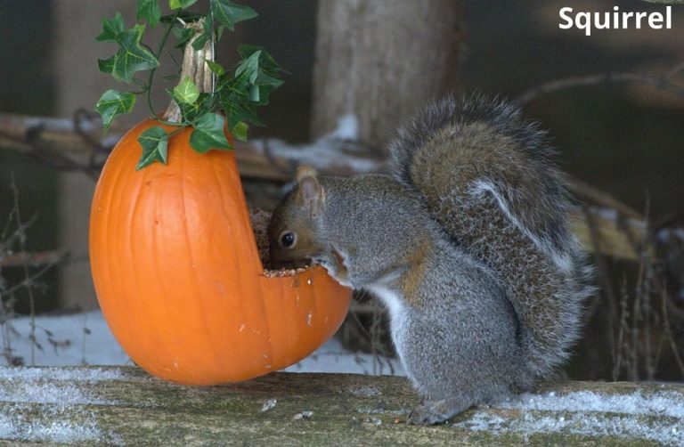 What Animals Eat Pumpkin Seeds! (10 Examples + Pictures) Animal Quarters
