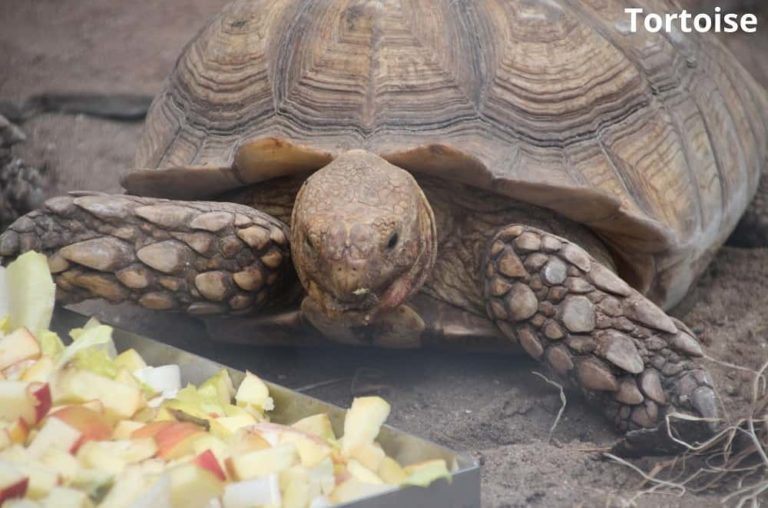 7 Awesome Animals That Eat Kiwi Fruit! See Pictures Animal Quarters