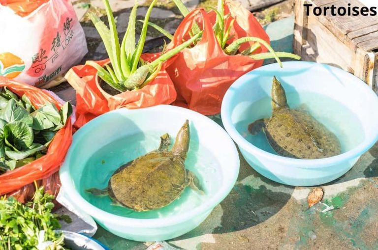 7 Awesome Animals That Eat Aloe Vera! See Pictures Animal Quarters