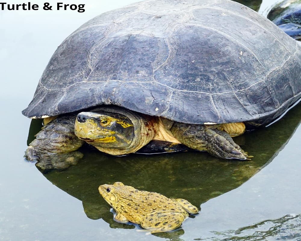 12 Villainous Animals That Eat Frogs! See Pictures! - Animal Quarters