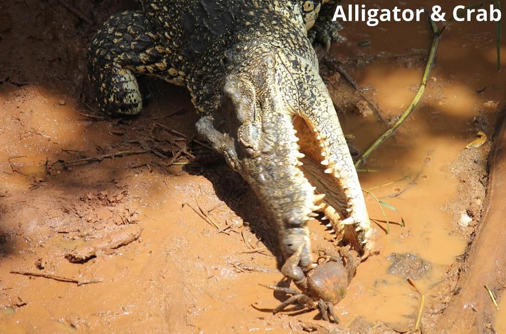 alligator and crab 31122021