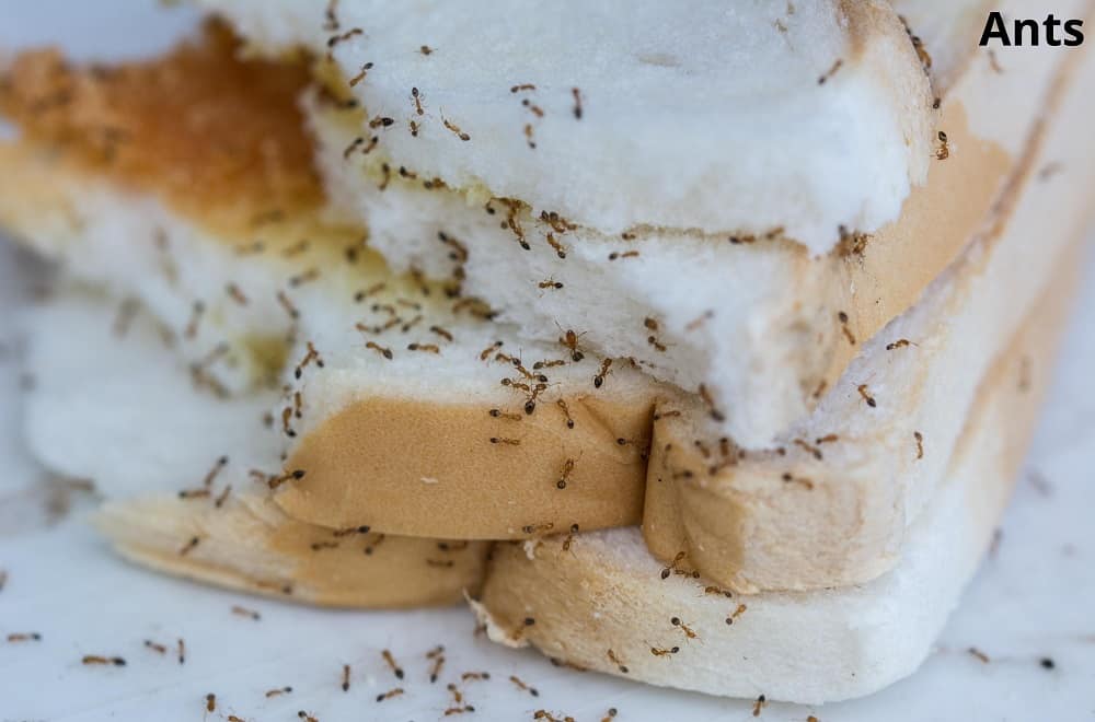 ants eating bread 28122021