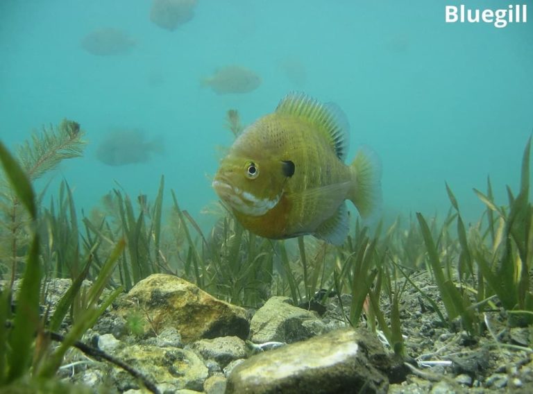 9 Villainous Animals That Eat Leeches! Animal Quarters