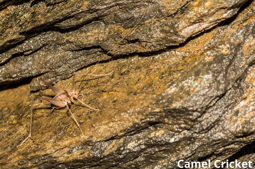 camel cricket in cave 29122021