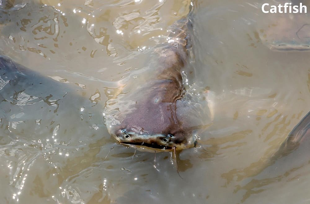 catfish 26122021