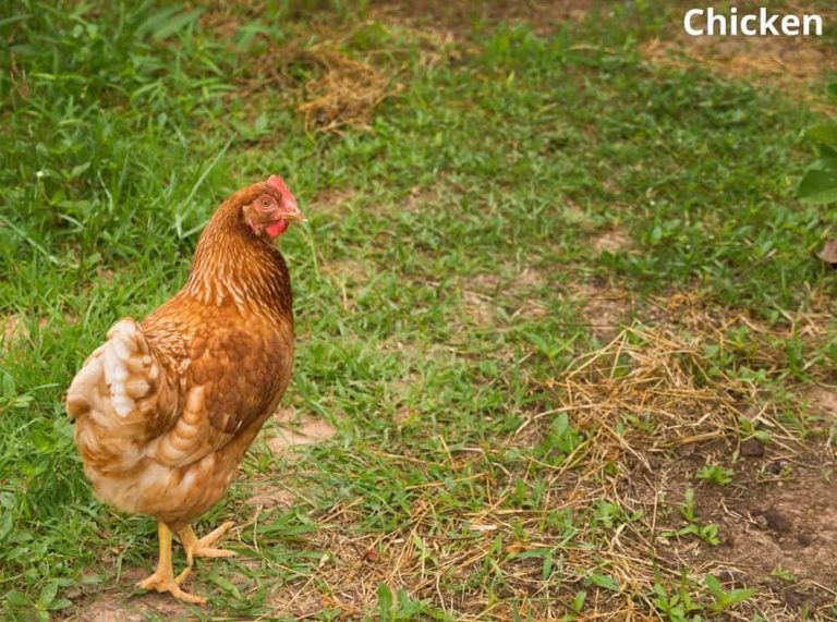 Do Chickens Eat Spiders? Can They Fall ill from Eating Spiders