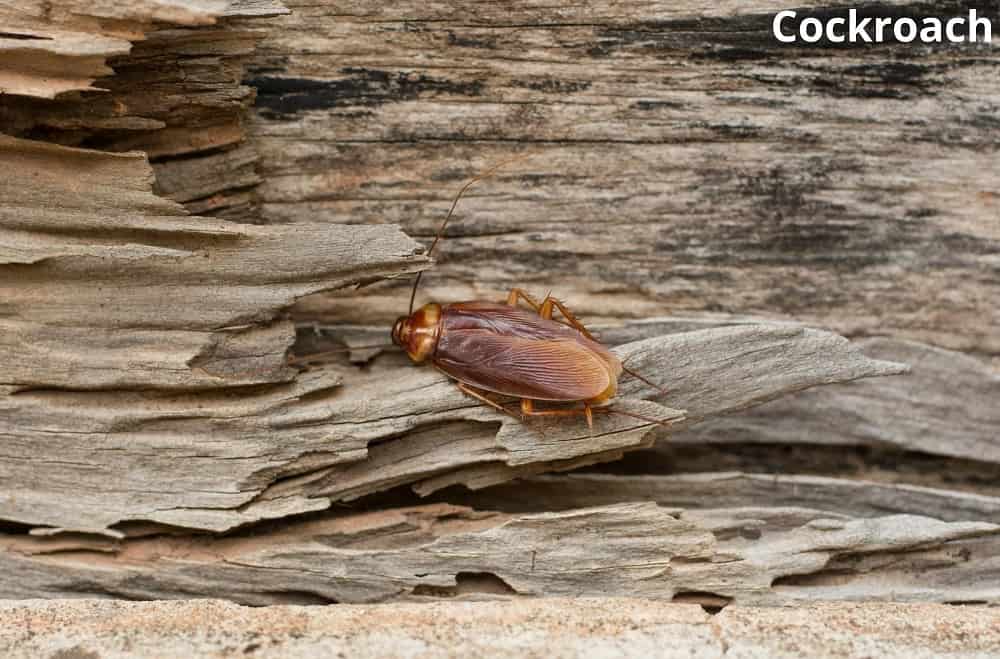 cockroach eating wood 29122021