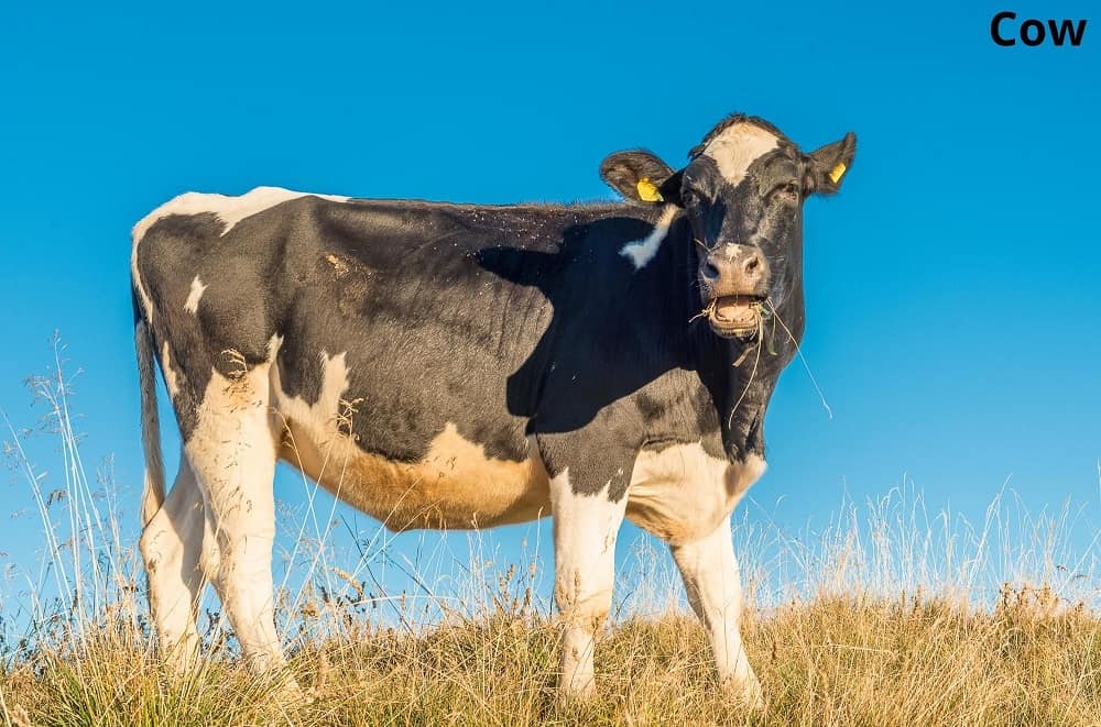 cow eating 26122021