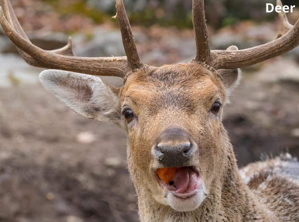 deer eating peach 27122021